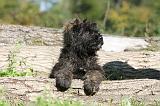BOUVIER DES FLANDRES 138